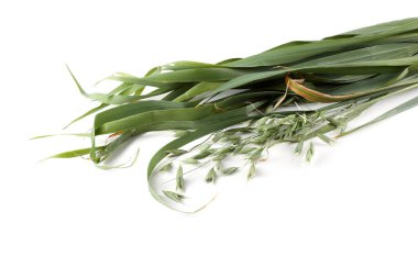 Beyaz arka planda yulaf kulağı