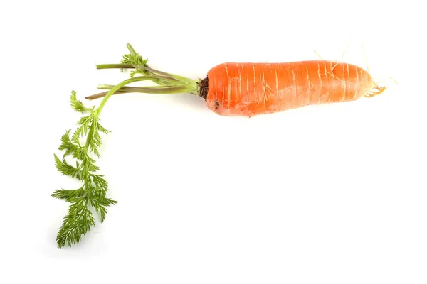 Carrot Leaf Isolated White — Stock Photo, Image