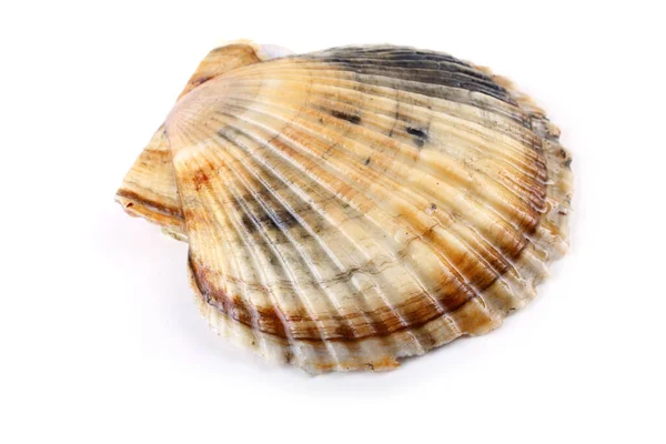 Scallop Izolowany Białym — Zdjęcie stockowe