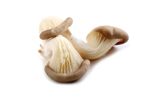 Cogumelos Ostra Isolados Branco — Fotografia de Stock