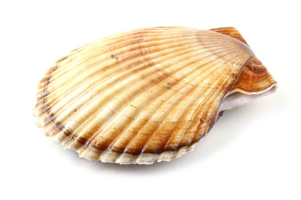 Scallop Geïsoleerd Wit — Stockfoto