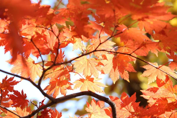 Close Van Heldere Herfstbladeren — Stockfoto