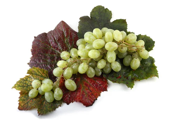 Świeże Dojrzałe Grona Winogron Izolowane Białym Tle — Zdjęcie stockowe