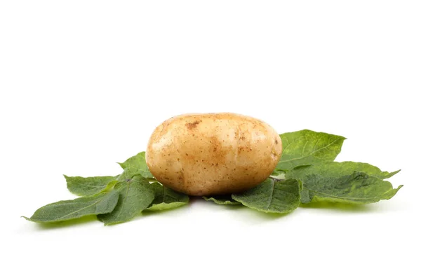Krem Kolor Ziemniaka Liściach — Zdjęcie stockowe