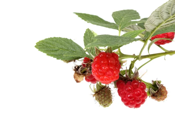 Ripe Raspberries Isolated White Background — Stock Photo, Image
