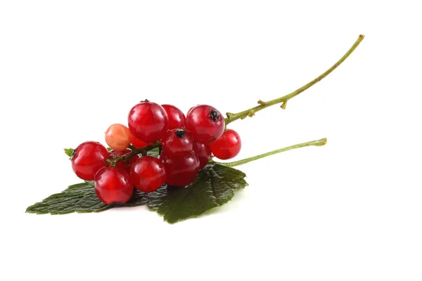 Rote Johannisbeeren Isoliert Auf Weißem Hintergrund — Stockfoto