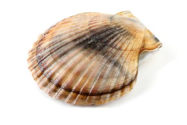 Deniz tarağı beyazda izole edildi