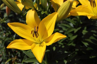 İnanılmaz çiçeklere yakın.