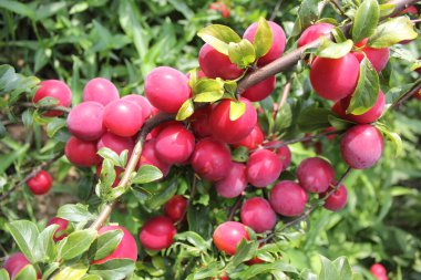 Olgun taze erikler. görünümü kapat