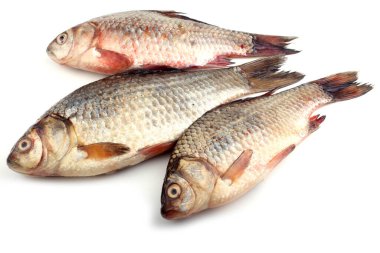 Crucian sazanı beyaza izole edilmiş.