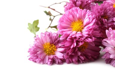 İnanılmaz çiçeklere yakın.