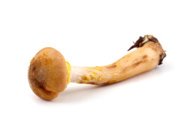 Bal mantarı mantarları beyaz üzerine izole edilmiş.