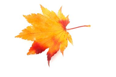 sonbahar yaprakları beyaz arkaplanda izole