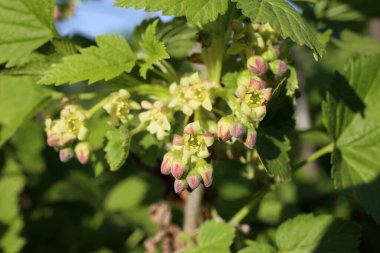 İnanılmaz çiçeklere yakın.