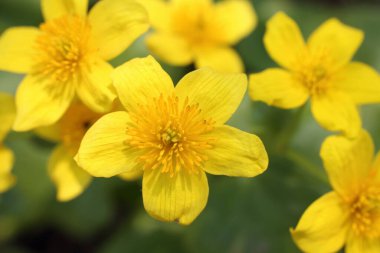 İnanılmaz çiçeklere yakın.