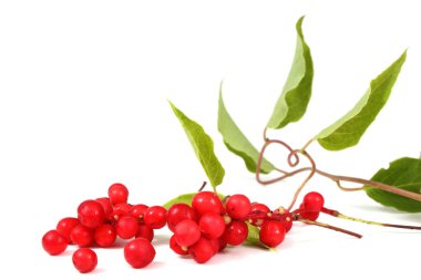 Schisandra Chinensis beyazı izole etti