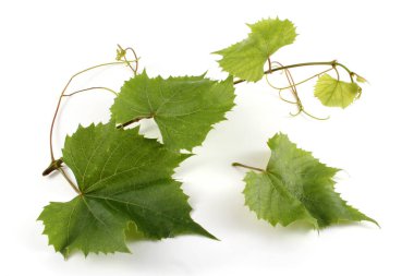 beyaz arkaplanda yeşil yapraklar izole