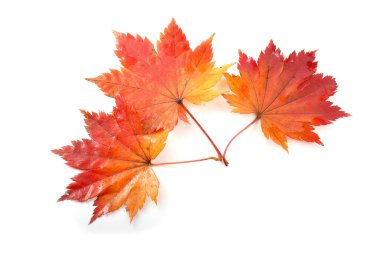 sonbahar yaprakları beyaz arkaplanda izole