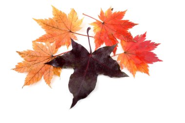 sonbahar yaprakları beyaz arkaplanda izole