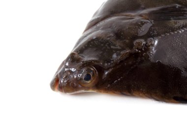 Beyaz arkaplanda çiğ balık izole edilmiş