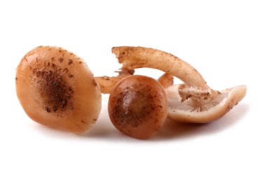 Bal mantarı mantarları beyaz üzerine izole edilmiş.