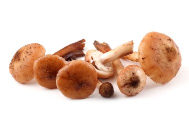 Bal mantarı mantarları beyaz üzerine izole edilmiş.