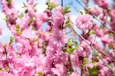 İnanılmaz çiçeklere yakın.