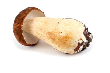 Kral Bolete (boletus edulis).