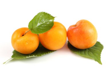 beyaz arkaplanda olgun kayısılar