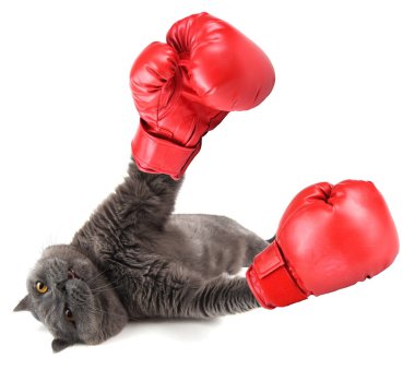 Beyaz tenli komik boksör kedi.
