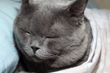 Şirin gri kedi yalan söylüyor, kapat.