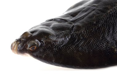 Kaya tabanı beyazda izole