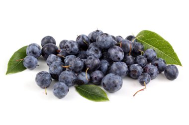 Taze yaban mersini hasadını beyaza yakın tut.