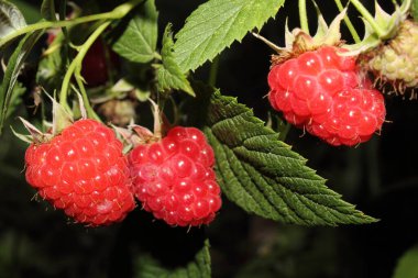 Taze ahududuları kapatın.