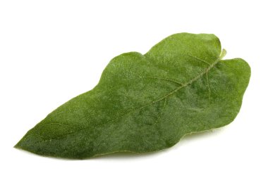 yeşil yaprak beyaz üzerinde izole