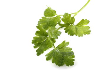 Beyaz arkaplanda izole edilmiş bir maydanoz demeti