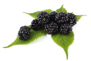 Beyaz arka planda yeşil yapraklı olgun böğürtlen