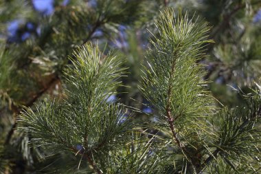 köknar dallarını kapat