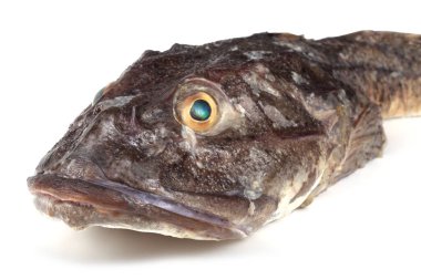 Goby balık portresi beyaz üzerinde izole (sade heykel, Myoxocephalus jaok)