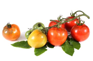 Beyaz arka planda lezzetli olgun domatesler