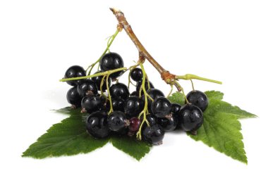 Siyah frenk üzümü beyaza izole edilmiş.