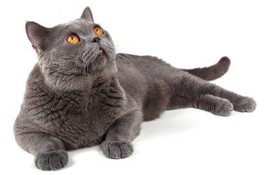 Şirin pofuduk İngiliz kedisi