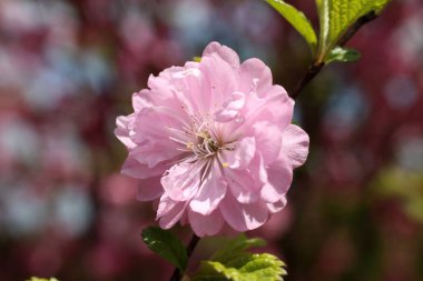 İnanılmaz çiçeklere yakın.
