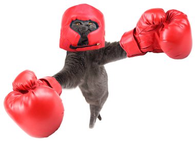 Beyaz tenli komik boksör kedi.