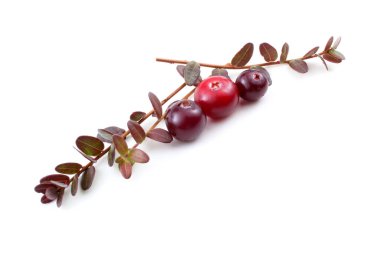 Taze ekşi yaban mersinlerini kapatın.