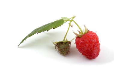 Beyaz arka planda taze ahududu