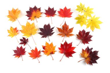 sonbahar yaprakları beyaz arkaplanda izole