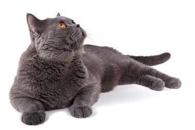 Beyaz arka planda izole edilmiş İngiliz kedisi