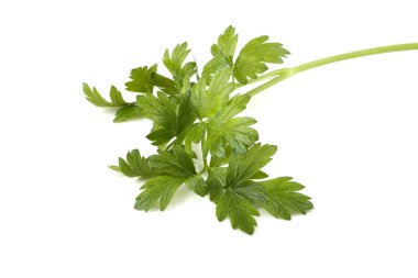 Beyaz arkaplanda izole edilmiş bir maydanoz demeti