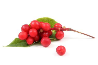 Schisandra Chinensis beyazı izole etti